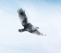 河南众诚企业文化